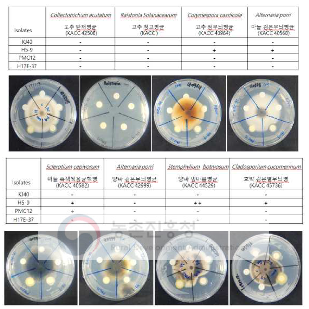 Antagonistic activity of isolates against plant pathogens