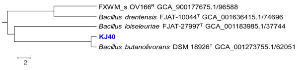 orthoANI tree of Bacillus KJ40 constructed by comparison with type strains