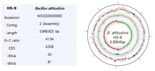 Summary of genome analysis and circular map of Bacillus altitudinis KJ40