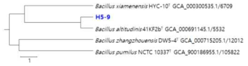 OrthoANI tree of Bacillus H5-9 constructed by comparison with type strains