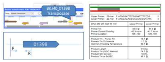 Primers constructed from transposase gene and flanking sequences