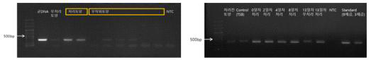 Primer specificity analysis by PCR with untreatment, treatment and random soil DNAs