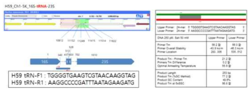 Specific Primers, H59 tRN-F1 and H59 tRN-R1, constructed from 16S and 16S-23S ITS gene sequences