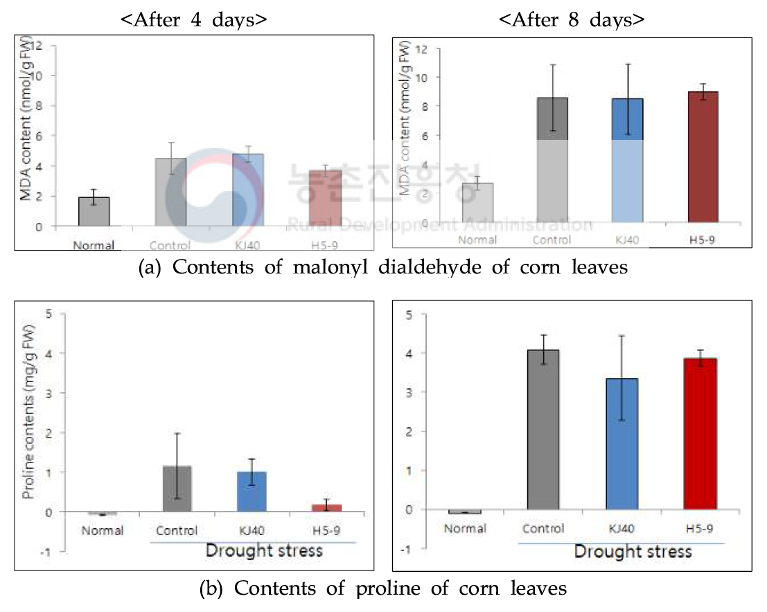 Comparison of Malonyl dialdehyde (MDA) content of corn leaves treated with beneficial microbes (KJ40 and H5-9) under drought stress for 4 and 8 days