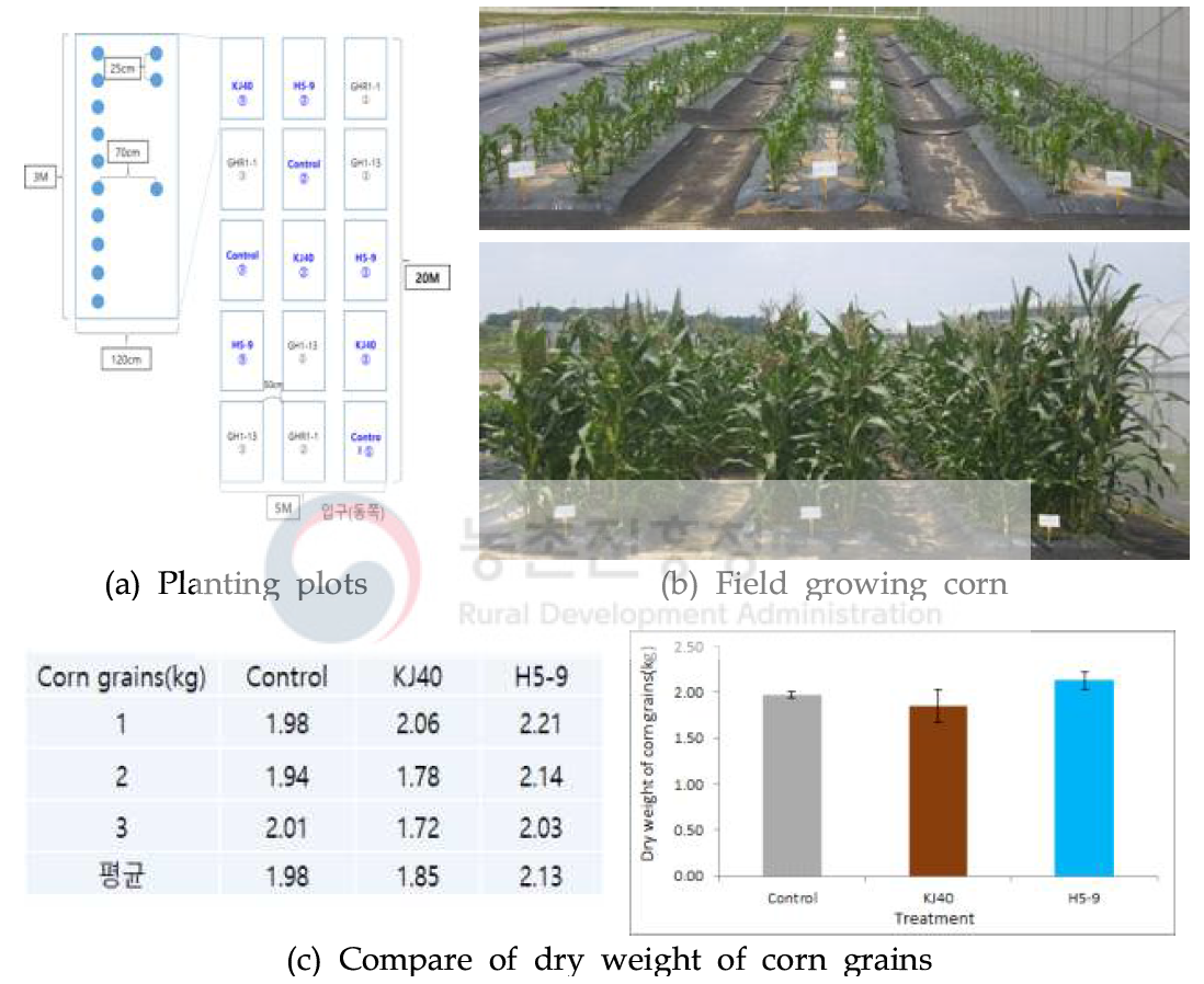 Corn yield test by treatment of beneficial microbes, KJ40 and H5-9