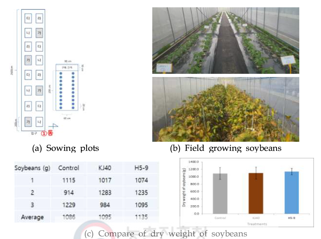 Soybean yield test by treatment of beneficial microbes, KJ40 and H5-9