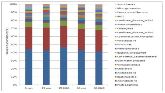 Relative abundances of phyla of pepper rhizosphere soil with/without Bacillus KJ40 treatment in 19 days and 60 days