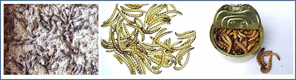 HaoCheng Mealworm사에서 판매 중인 아메리카왕거저리 생물(왼쪽), 건조유충(가운데, 오른쪽)
