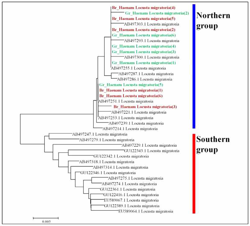 해남지역 풀무치(녹색형, 갈색형)의 mtDNA COI 유전자 염기서열을 이용한 Neighbor-joining 분석
