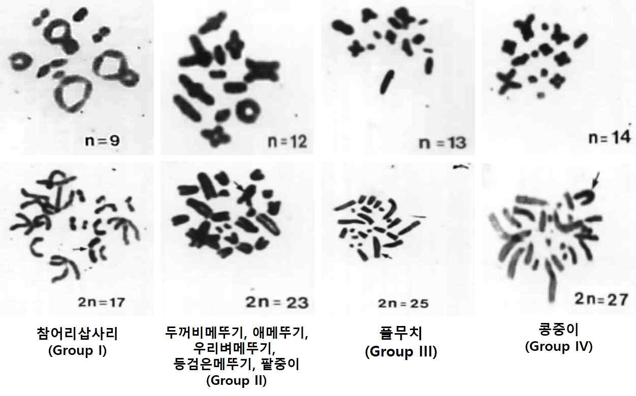 메뚜기과 8종의 Group별 핵형 비교