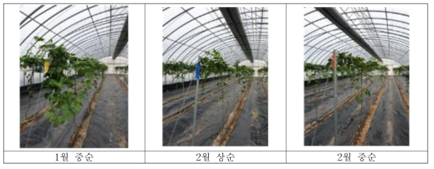 전정시기에 따른 초기 생육 상황