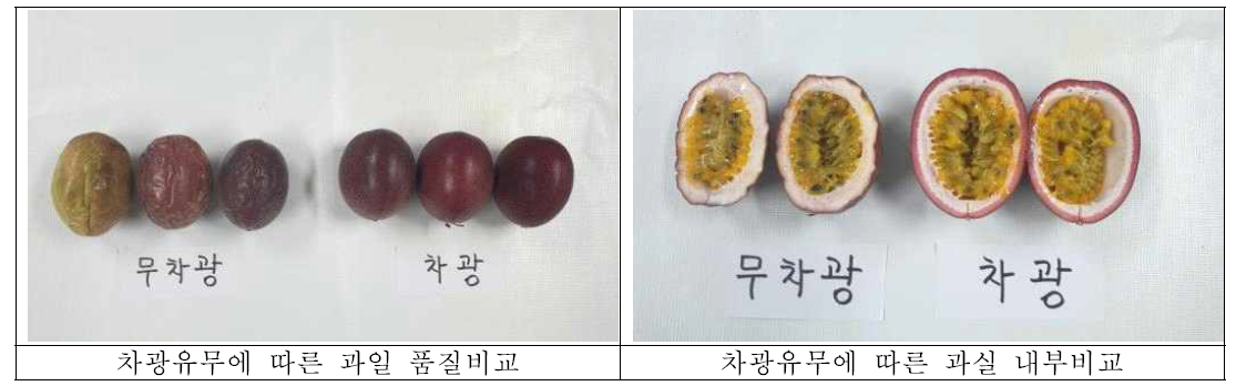 차광유무에 따른 과일 내ㆍ외부 비교