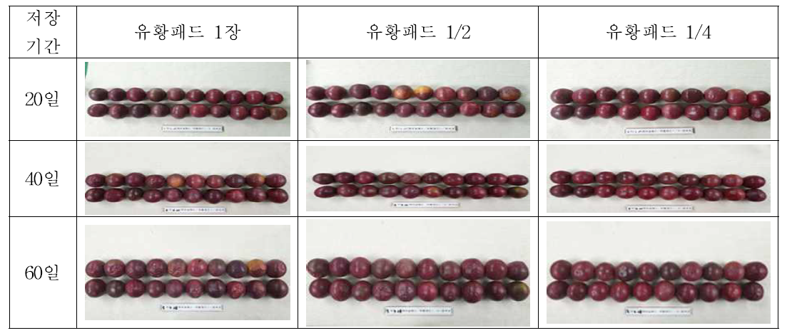 유황패드 크기별 패션프루트 완숙과의 과피색에 미치는 영향