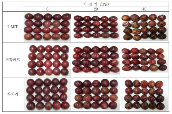 1-MCP, 유황패드를 처리 후 저온 저장한(1℃) 패션프루트