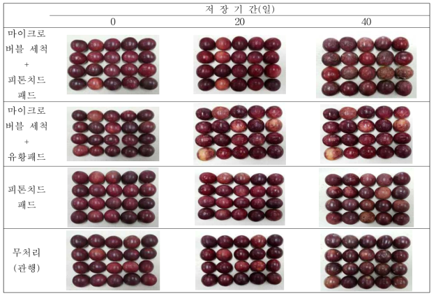 세척 및 선도 유지제 처리 후 저장기간별 과실 외관