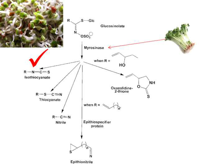 브로콜리 새싹과 다른 식물과 혼합을 이용한 sulforaphane 증가