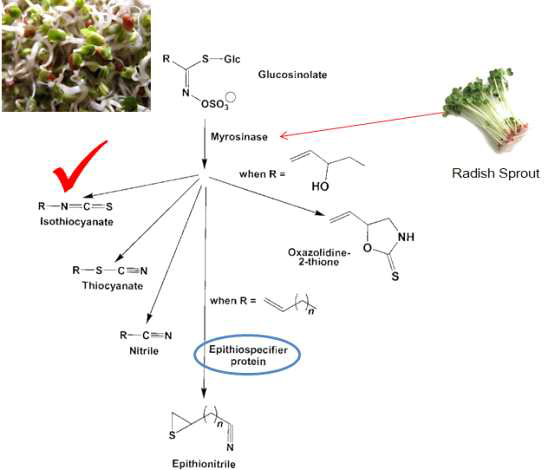 브로콜리 새싹과 다른 식물과 혼합을 이용한 sulforaphane 증가