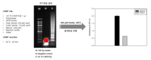 Listeria 속 검출용 LAMP 기반 등온비색 증폭기술의 primer와 분자비콘에 대한 유용성 확인