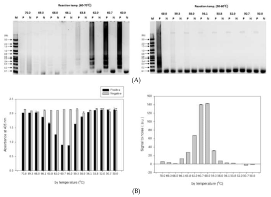 (A)온도별 등온비색 증폭기술의 증폭산물에 대한 전기영동 결과 (M: 100 bp marker, P: L. monocytogenes, N: negative control without DNA), (좌) 60-70 ℃, (우) 50-60 ℃, (B)온도별 등온비색 증폭기술의 증폭산물에 대한 발색 결과 흡광도 (좌), Signal to noise (우)