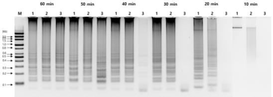 시간별 등온비색 증폭기술의 증폭산물에 대한 전기영동 결과 (M: 100 bp marker, 1: DNA from L. monocytogenes, 2: L. grayi , 3: negative control without DNA)