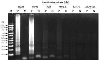 Primer 농도별 등온비색 증폭기술 증폭산물에 대한 전기영동 결과 (M: 100 bp marker, P: DNA from L. monocytogenes, N: negative control without DNA)