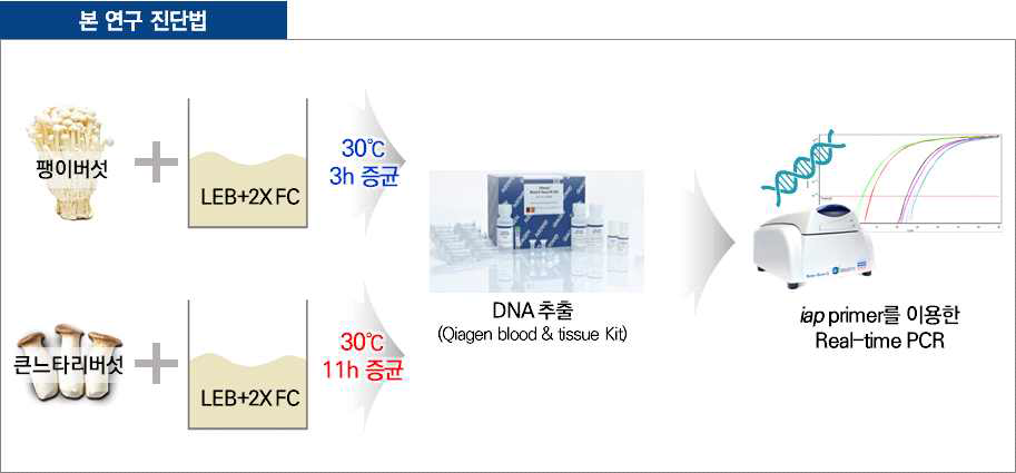 팽이버섯 및 큰느타리 버섯의 L. monocytogenes 검출을 위한 절차