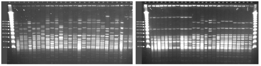 버섯생산현장에서 분리된 L. monocytogenes의 PFGE 패턴 M, Lambda maker; Lane 1, SK1525; Lane 2, SK1526; Lane 3, SK1542; Lane 4, SK1552; Lane 5, SK1566; Lane 6, SK1595; Lane 7, SK1628; Lane 8, SK1630; Lane 9, SK1636; Lane 10, SK1637; Lane 11, SK1635; Lane 12, SK1618; Lane 13, SK1621; Lane 14, SK1623; Lane 15, SK1624; Lane 16, SK1648; Lane 17, SK1652; Lane 18, SK1644; Lane 19, SK1645; Lane 20, SK1654; Lane 21, SK1656; Lane 22, SK1662; Lane 23, SK1663; Lane 24, SK1664; Lane 25, SK1685; Lane 26, SK1687. Lane 27, SK1690; Lane 28, SK1692; Lane 29, SK1693; Lane 30, SK1695; Lane 31, SK1696; Lane 32, SK1698; Lane 33, SK1702; Lane 34, SK1703; Lane 35, SK1707; Lane 36, SK1708; Lane 37, SK1713; Lane 38, SK1714; Lane 39, SK1733; Lane 40, SK1736; Lane 41, SK1738; Lane 42, SK1741; Lane 43, SK1743; Lane 44, SK1751; Lane 45, SK1756; Lane 46, SK1758; Lane 47, SK1760; Lane 48, SK1769; Lane 49, SK1770; Lane 50, SK1771; Lane 51, SK1781; Lane 52, SK1783; N, deionized water