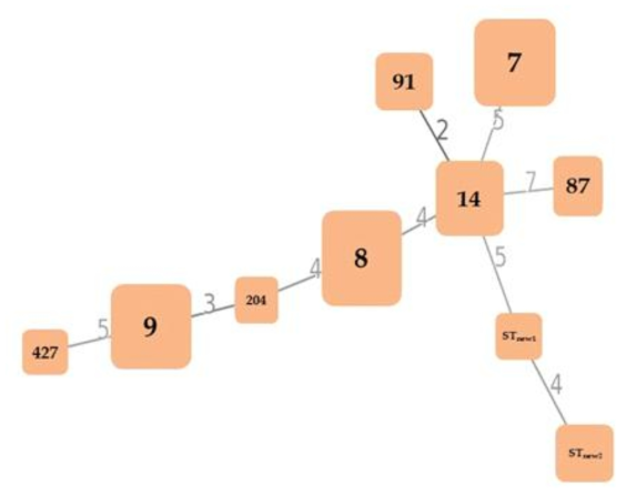 팽이버섯 및 생산환경에서 분리된 L. monocytogenes의 Sequence type (ST)간의 관계