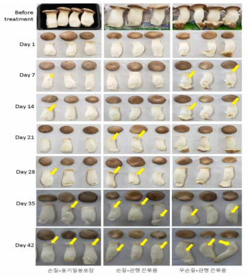 큰느타리버섯 손질유무, 포장방법에 다른 저장중 외관품질 변화