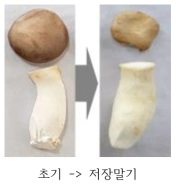 큰느타리버섯 저장 말기 외관 품질