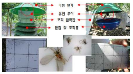 포획 점착판 위치에 따른 유인 효율(2020)