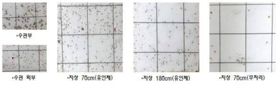 트랩 위치별 점착판에 포획된 블루베리혹파리(2020)