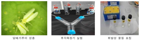 후각측정기 이용 담배가루이 성충 선호도 조사