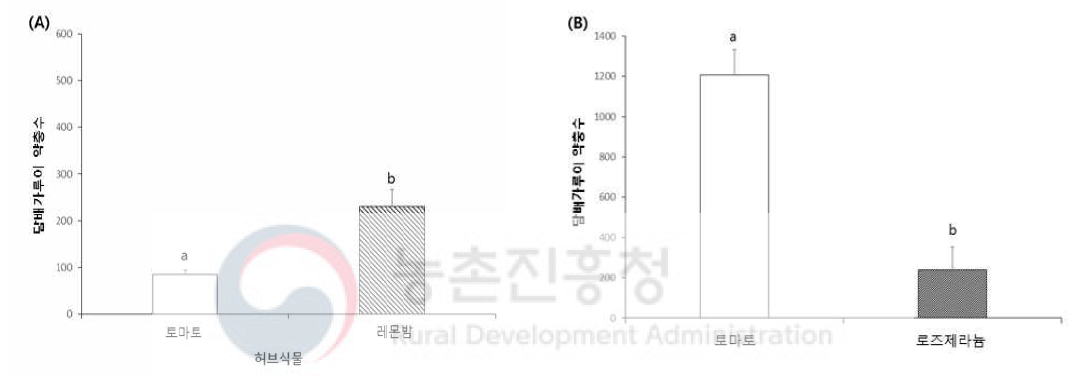 허브 식물에 따른 담배가루이 유인 효과(실내실험) (조사기간: 2020. 7. 10.∼8. 14.)