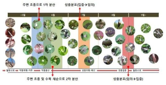 갈색날개매미충의 발육 시기에 따른 이동 변화