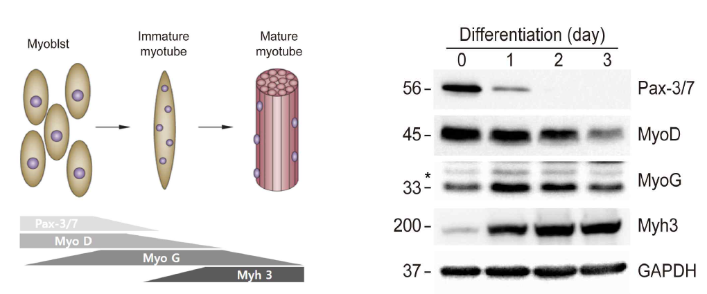 근육세포 분화 과정에 따른 지표 단백질의 발현량 변화 (좌). 구축된 근분화 시스템을 이용하여 지표 단백질의 발현량 변화를 확인 (우)