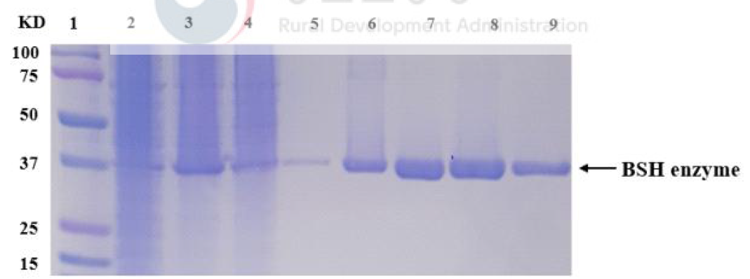 L. plantarum 54, L. brevis P5, P. pentosaceus 212에서 얻은 BSH 유전자 모두 overexpression 되었음이 확인되어 Ni-NTA　resin을 이용해 분리정제 단계를 진행