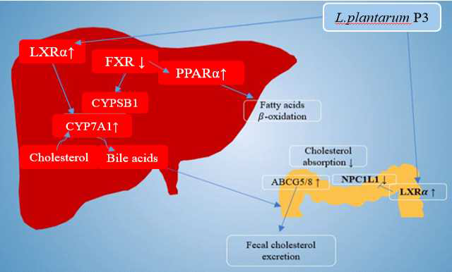 Proposed mechanism for L. plantarum P3 reduces cholesterol level Unpublished data