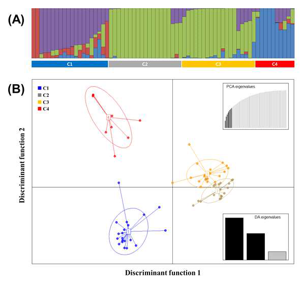 집단 구조 분석 (A) STRUCTURE 분석 결과(K=4) (B) DAPC 분석 결과 (K=4)
