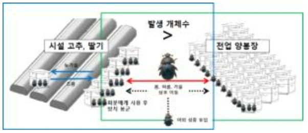 작은벌집딱정벌레 연중 발생 및 감염 경로 추정