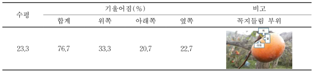 꼭지들림 발생과의 착과 상태별 꼭지들림 발생 부위