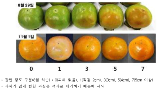 8월 일소에 의한 갈변 정도와 수확 후 상태