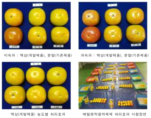 1-MCP 기반 에틸렌작용억제제 처리효과 (유통 13일 경과)