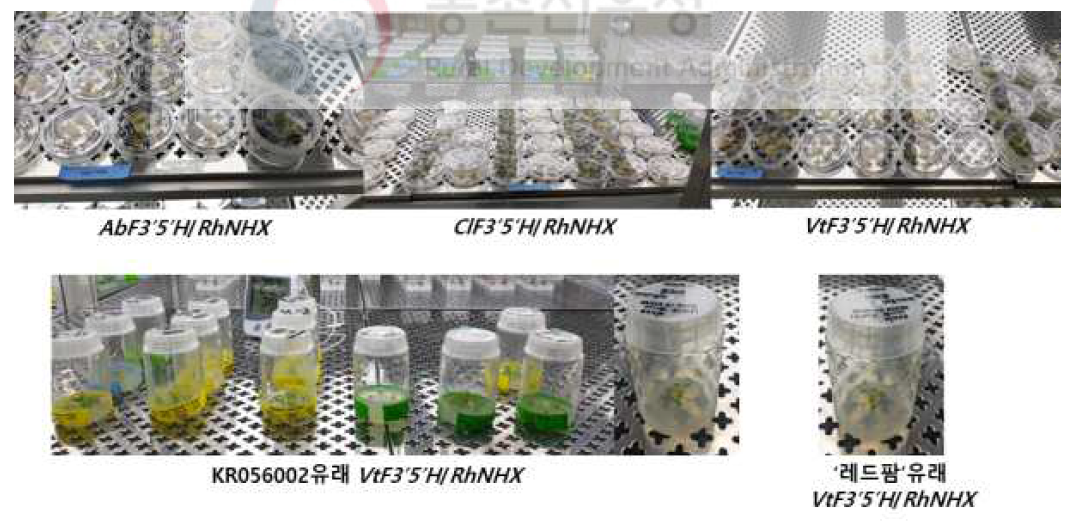 AbF3’5’H/RhNHX 등 유전자 3종 도입 장미 ‘레드팜’ 등 4종 배발생캘러스 재분화식물체 획득용 선발배지 교체(상) 및 재분화식물체 증식(하)
