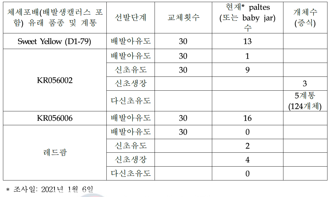 VtF3’5’H/RhNHX 유전자 도입 장미 배발생캘러스로부터 재분화 식물체 획득응 위한 선발배지 교체 및 재분화 식물체 획득 개체 수