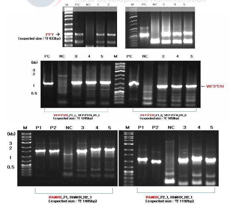 PCR분석에 의한 VtF3’5’H/RhNHX 도입 후 재분화된 장미 KR056002유래 재분화 식물체 유전자 도입 확인