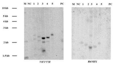 VtF3’5’H/RhNHX 도입 장미 KR056002유래 형질전환체 서던분석