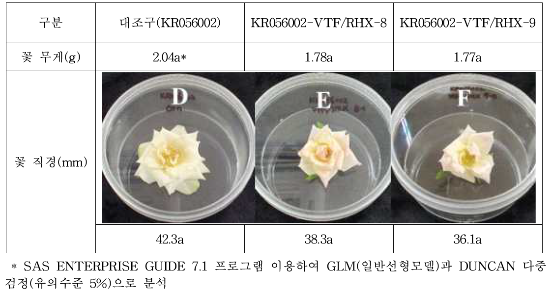 VtF3’5’H 및 RhNHX 도입 장미 형질전환 2계통 꽃 특성