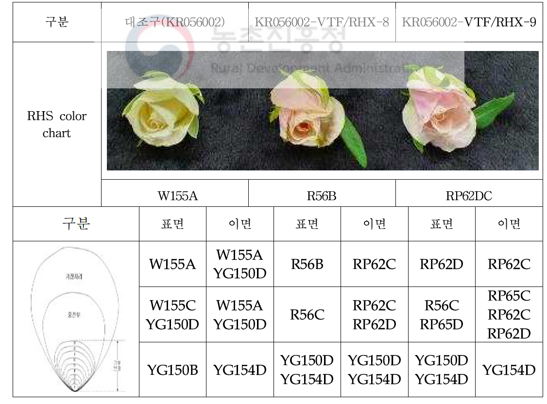 VtF3’5’H 및 RhNHX 도입 장미 형질전환 2계통 화색 특성(RHS color chart 조사)