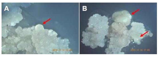 2019년 유도한 장미 ‘화이트뷰티’(A) 및 ‘슈가볼’(B) 체세포배발생 캘러스